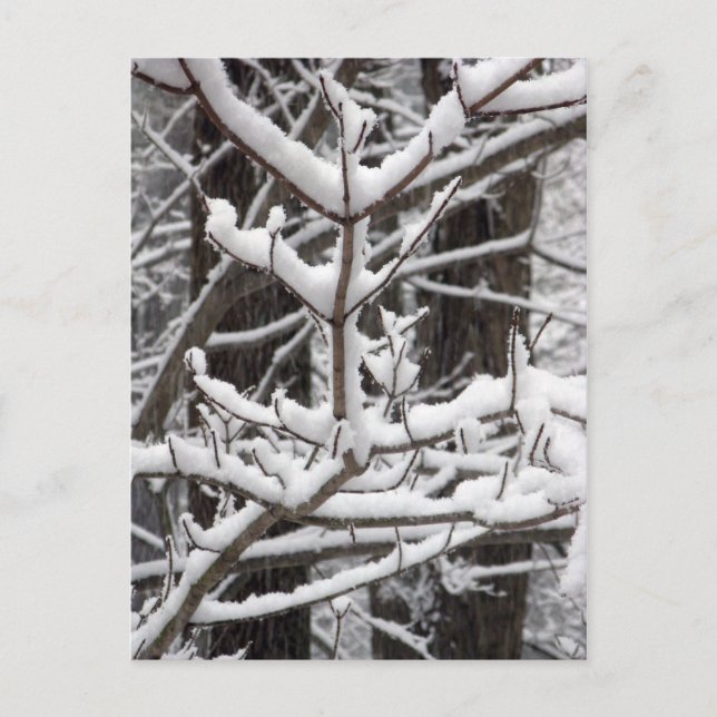Carte Postale Branches couvertes de neige (Devant)