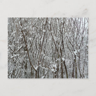 Carte Postale Branches couvertes de neige Abstraite hivernale