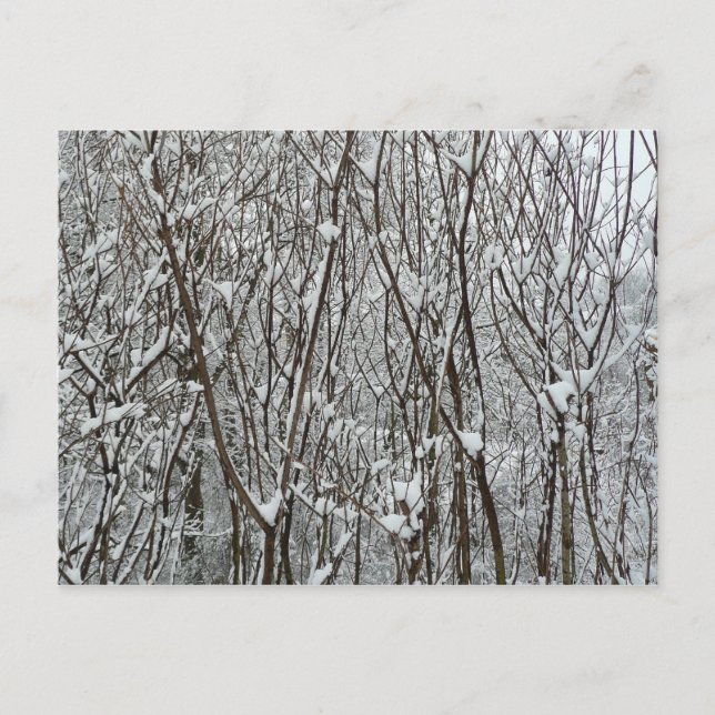 Carte Postale Branches couvertes de neige Abstraite hivernale (Devant)