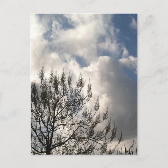 Carte Postale Branches dans les nuages (Devant)