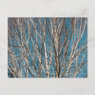 Carte Postale Branches de bouleau argenté au soleil