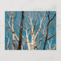 Branches de bouleau d'argent au soleil