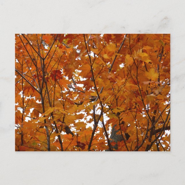Carte Postale Branches de feuilles d'érable I Automne orange (Devant)