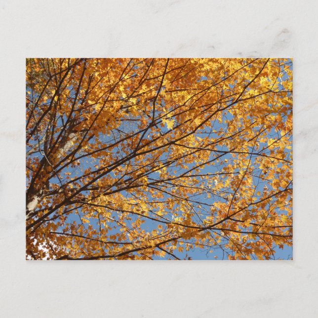 Carte Postale Branches de feuilles d'érable II Automne orange (Devant)