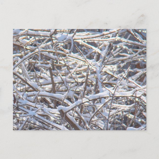 Carte Postale Branches de glace neige en hiver (Devant)