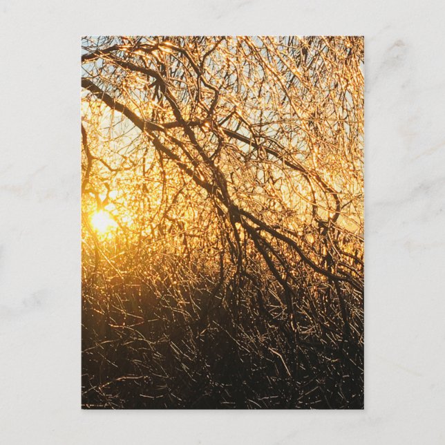 Carte Postale branches de glaçons au coucher du soleil (Devant)