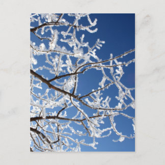 Carte Postale Branches de Hoarfrost
