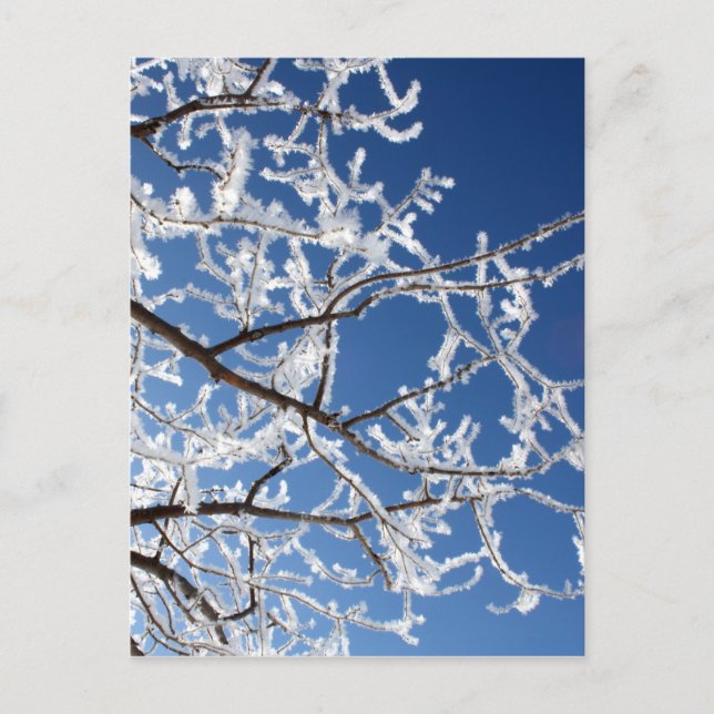 Carte Postale Branches de Hoarfrost (Devant)
