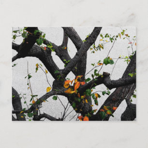 Carte Postale Branches de l'arbre d'automne