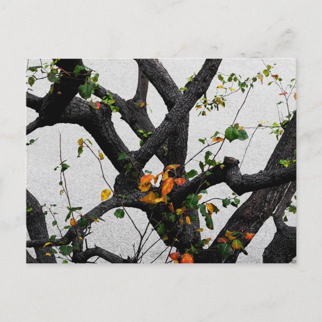 Carte Postale Branches de l'arbre d'automne (Devant)