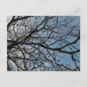 Carte Postale Branches de l'arbre d'icy