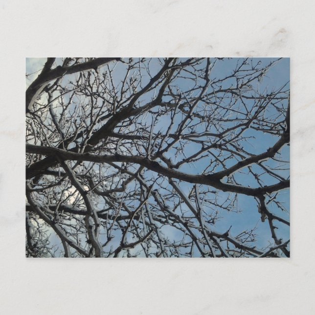 Carte Postale Branches de l'arbre d'icy (Devant)