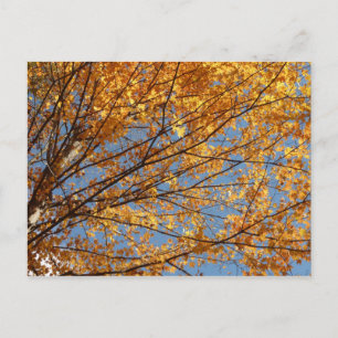Carte Postale Branches de Maple Feuilles II Orange Automne