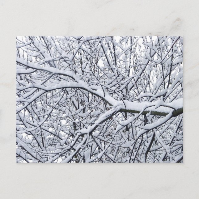 Carte Postale Branches de neige (Devant)