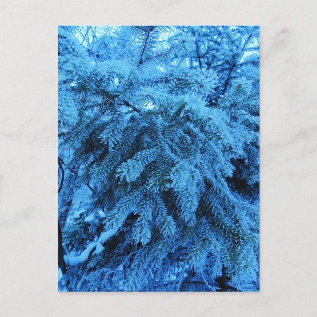 Carte Postale Branches d'épinette recouvertes de cristaux de gel (Devant)