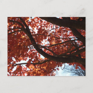 Carte Postale Branches d'érable rouge Couleurs d'automne