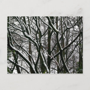 Carte Postale Branches d'hiver