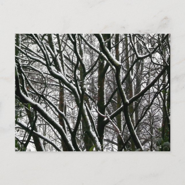 Carte Postale Branches d'hiver (Devant)