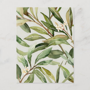 Carte Postale Branches d'olivier à l'aquarelle Botanique
