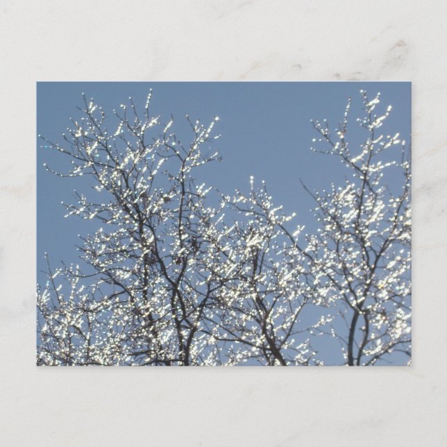Carte Postale Branches Icy dans le ciel bleu d'hiver (Devant)