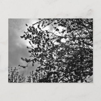 Carte Postale Branches sauvages