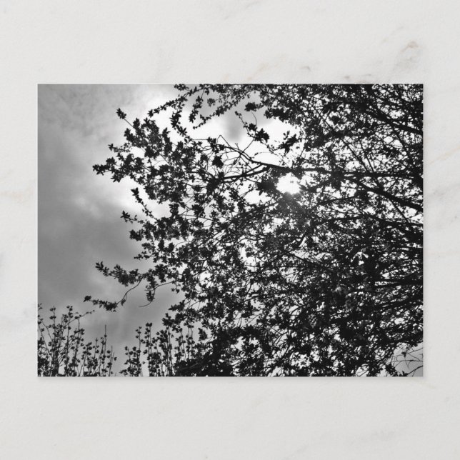 Carte Postale Branches sauvages (Devant)