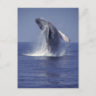 Carte Postale Brassage de baleines à bosse (Megaptera