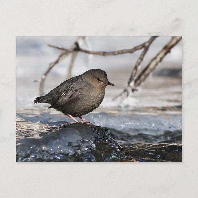 Carte Postale Brave American Dipper (Devant)