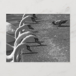 Carte Postale Brave Pigeon