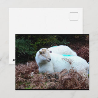 Carte Postale Brebis prise sur le fait