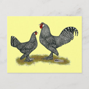 Carte Postale Breda Chickens Cuckoo