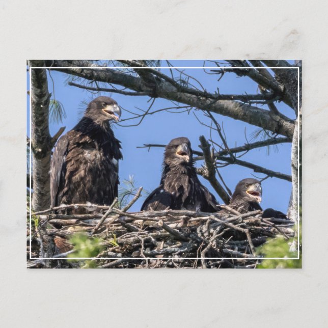 Carte Postale Brelan (Devant)