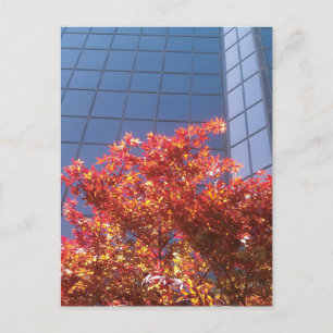 Carte Postale Brentwood Trees et verre
