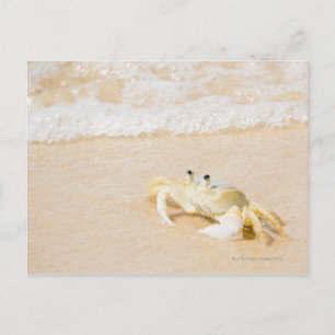 Carte Postale Brésil, Rio de Janeiro, Buzios, Crabe sur