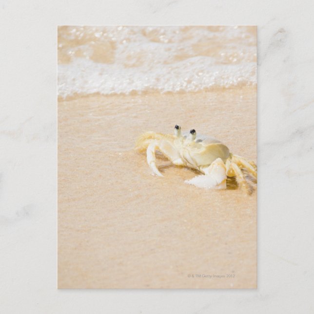 Carte Postale Brésil, Rio de Janeiro, Buzios, Crabe sur (Devant)