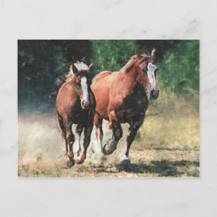Carte postale bretonne de chevaux