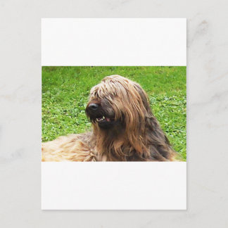 Carte Postale Briard fauve