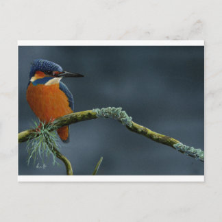 Carte Postale Bright Kingfisher cadeaux