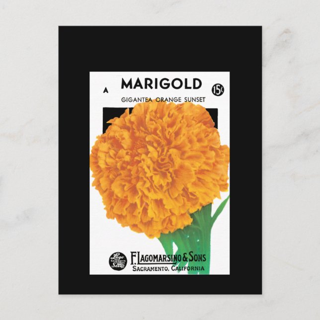 Carte Postale Bright Orange Marigold (Devant)