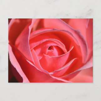 Carte Postale Bright Pink Rose Postcard