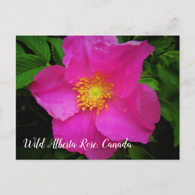 Carte Postale Bright Pink Wild Alberta Rose Canada Texte personn (Devant)