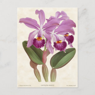 Carte Postale Bright Purple Cattleya Orchid Vintage Botanique