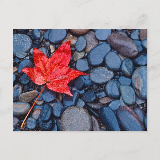 Carte Postale Bright Red Fall Leaf (Devant)