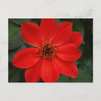 Carte Postale Bright Red Flower