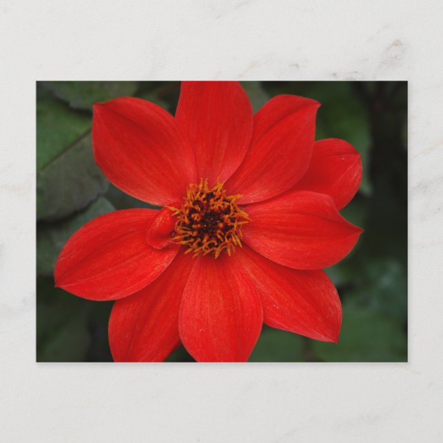 Carte Postale Bright Red Flower (Devant)