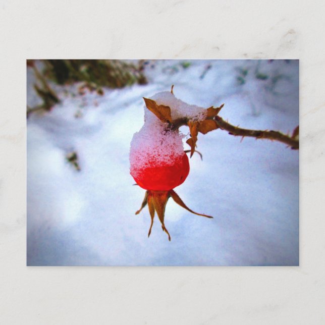 Carte Postale Bright Red Rosehip (Devant)