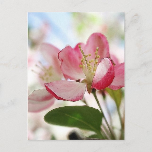 Carte Postale Bright Spring Apple Blossings (Devant)