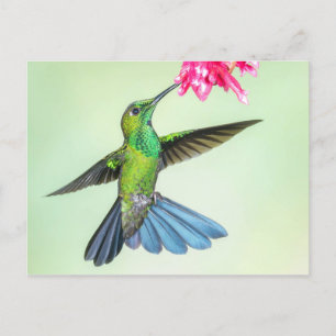 Carte Postale Brillant colibri à couronnes vertes et Fleur rose