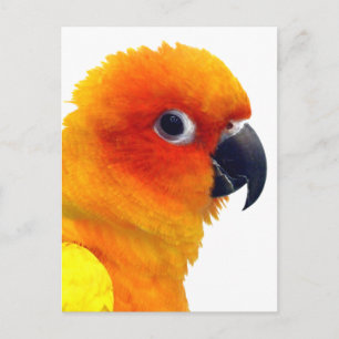 Carte Postale Brillant Sun Conure