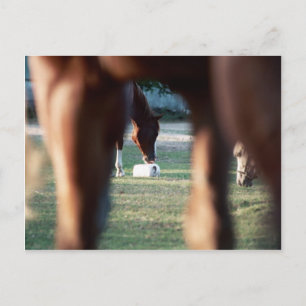 Carte Postale Brille sur Lady Lynx